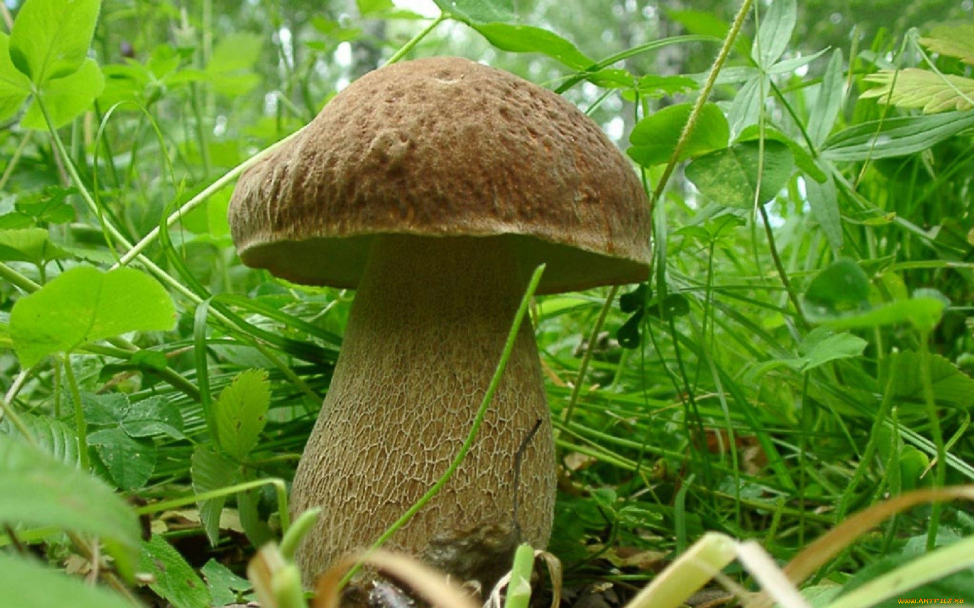 , , , , 